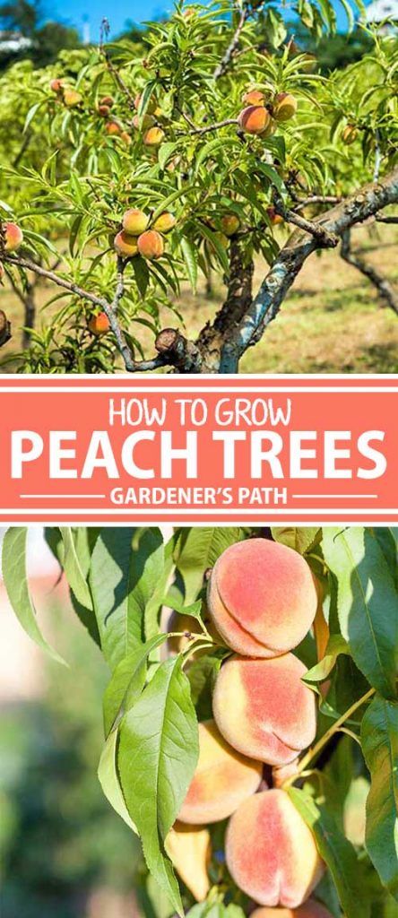 Nature, Peach Tree Care, Growing Peach Trees, Fruit Tree Garden, Nut Trees, Growing Fruit Trees, Peach Tree, Peach Trees, Tomato Garden