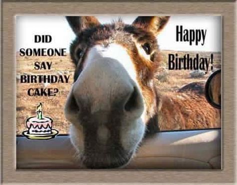 Funny Animals, Funny Animal Videos, Happy Birthday Cowgirl, Donkey Funny, Morning Memes, Cowgirl Birthday, Animal Gifs, Birthday Wishes, Good Morning