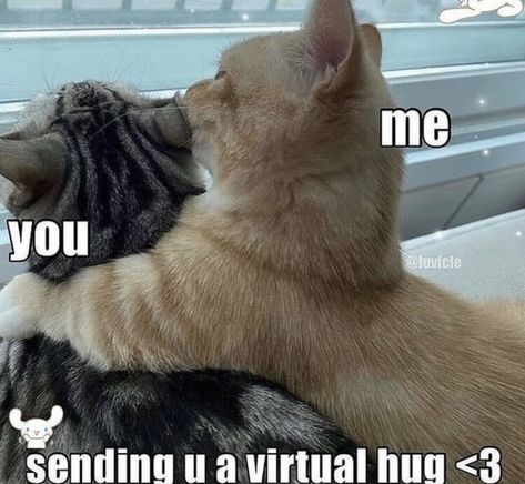 I Love Your Hugs, Hug Meme, Thursday Love, Cute Hug, Cats In Love, Cat Hug, Virtual Hug, A Healthy Relationship, Silly Cats Pictures