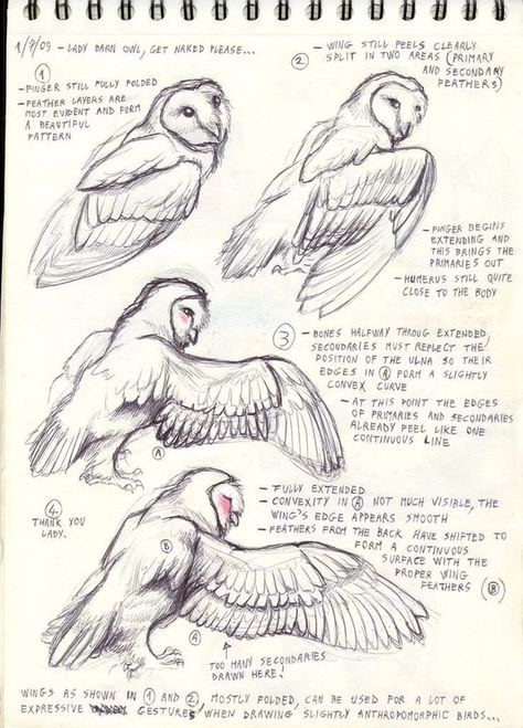 Bird reference - art post - Imgur Bird Anatomy, Wings Drawing, Bird Sketch, Animal Drawings Sketches, Split Second, Animal Study, Owls Drawing, Anatomy Drawing, Arte Animal