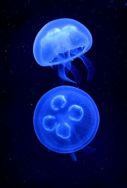 Medusa Animal, Jellyfish Facts, Moon Jelly, Moon Jellyfish, Jellyfish Photography, Sea Jellies, Jellyfish Painting, Cnidaria, Jellyfish Tattoo