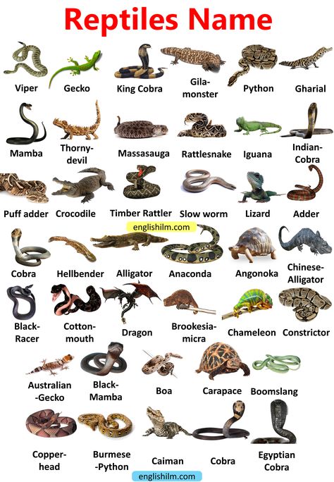 Nature, Birds Name List, Pictures Of Reptiles, Lizard Types, Picture Vocabulary, Animals Name In English, Animals Name, Animal Infographic, Carnivorous Animals