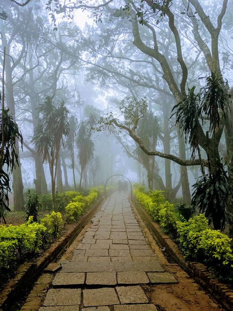 gray pathway between trees photo – Free Nandi hills Image on Unsplash Nature, Nandi Hills Bangalore Photography, Nandi Hills Bangalore, Nandi Hills, Bangalore City, Trees Photo, Gray Tree, Gardens Design, Woods Photography