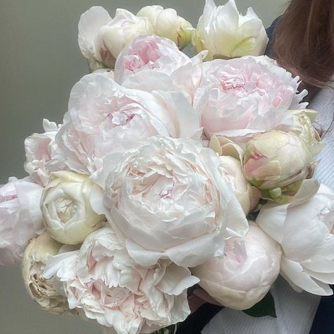 Piones Flowers, Peonies Aesthetic, Peony Flower Garden, Peonies White, Nice Flowers, Strawberry Patch, Peony Flowers, Background Aesthetic, Peonies Bouquet