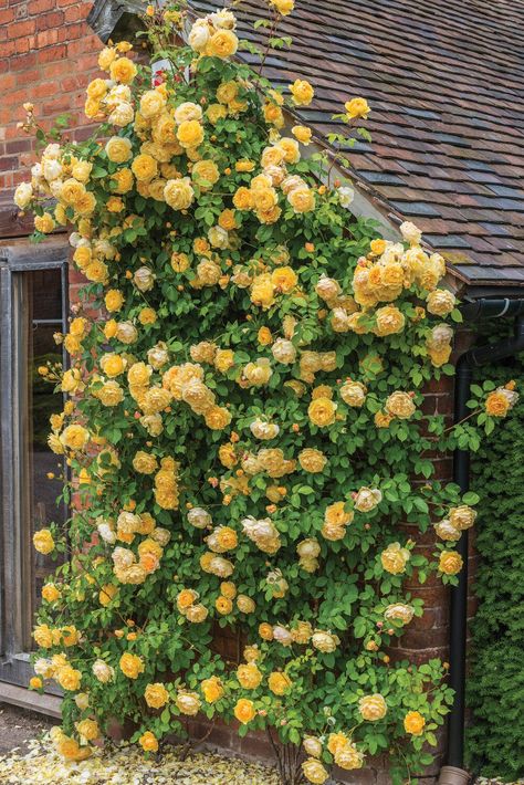 Climbing Roses, Climbing Flowers, Rose House, Climbing Rose, Garden Vines, David Austin Roses, Planting Roses, David Austin, Climbing Plants