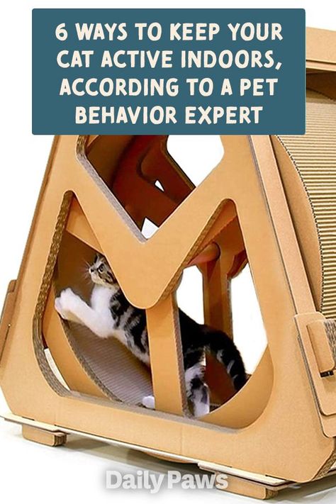 Active Cat Ideas, Cat Excersize, Small Cat Breeds, Luxury Cat Tree, Cat Wheel, Cat Exercise Wheel, Cat Patio, Be More Active, Cat Exercise