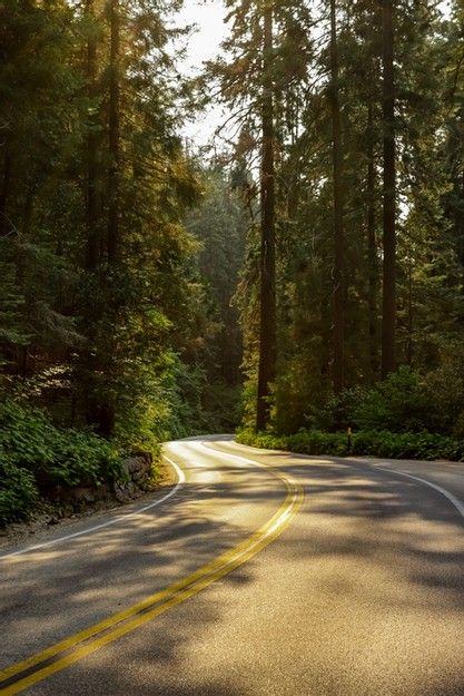 Sequoia National Park, winding forest road at sunset Ruins, Forest Road Trip Aesthetic, Forest Road Photography, Van In Forest, Back Roads Aesthetic, Car Driving Through Forest, Forest Road Aesthetic, Aesthetic Road Pictures, Road Trip Images