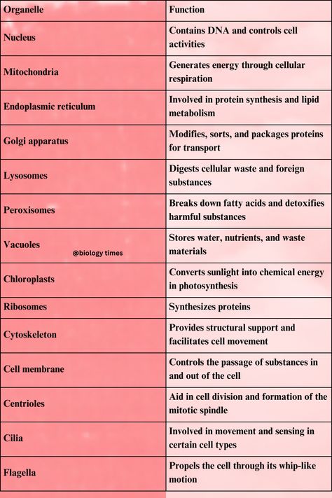 cellular organelles and their function Cell Study Notes, Cell Function And Structure, Organelles Notes, Cell Membrane Notes, Cell Organelles Notes, Cell Organelles Functions, Cell Structure And Function Notes, Organelles And Their Functions, Biology Flashcards