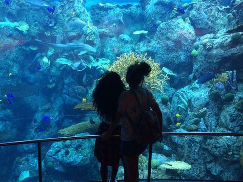 aquarium date 🐟 Aquriam Date, Our Wives Under The Sea Aesthetic, Wlw Aquarium Date, Aquarium Date Wlw, Oceanography Marine Biology, Aquarium Date, Wlw Couples, Dr Aesthetic, Dream Dates