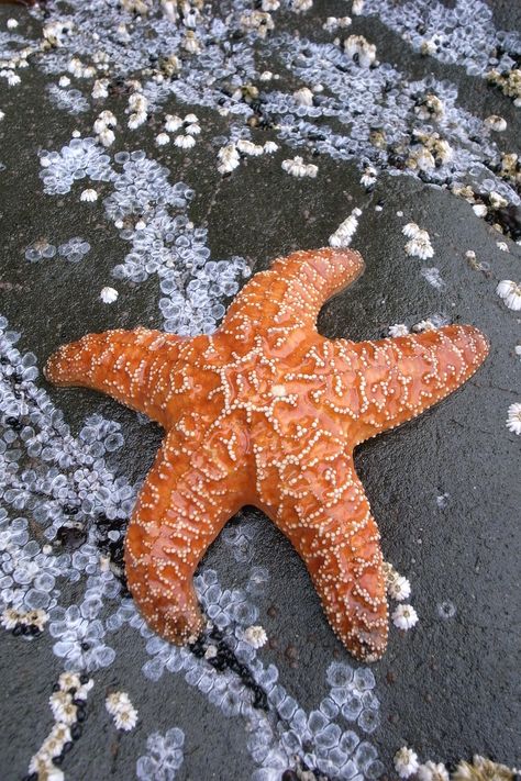 Nature, Cicada Sculpture, Merfolk Aesthetic, Starfish Aesthetic, Starfish Clay, Starfish Photography, Types Of Starfish, Starfish Species, Starfish Sculpture