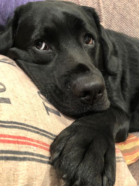 Black Retriever Puppy, Black Labrador Retriever Aesthetic, Black Labrador Aesthetic, Black Lab Aesthetic, Labrador Nero, Labrador Noir, Black Labs Dogs, Black Labrador Dog, Black Labrador Retriever