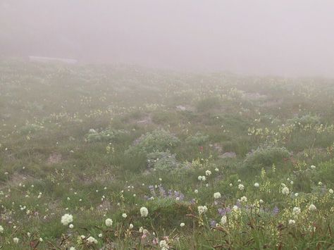 Fog shrouding wild flowers Flowers