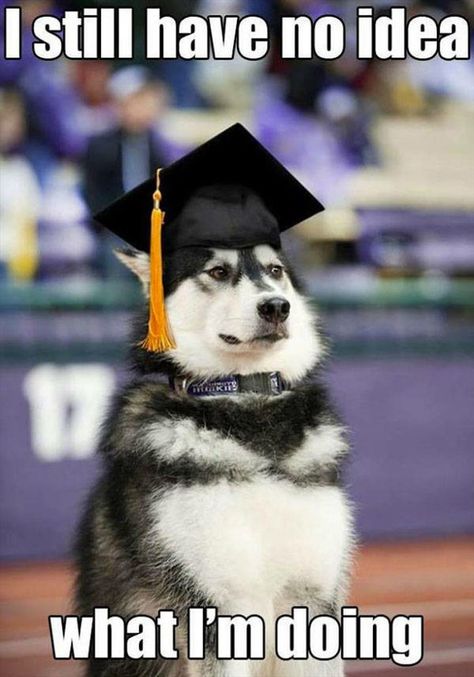 PhD in Gender Studies. Thousands in debt. Can't get a job. Humour, Funny Animal Pictures, Dog Quotes, Husky Humor, Graduation Meme, Husky Funny, Dog Quotes Funny, Memes Humor, Komik Internet Fenomenleri