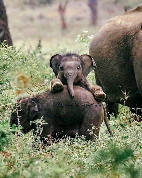 Cute Exotic Animals, Adorable Baby Animals, Regnul Animal, Cele Mai Drăguțe Animale, Koci Humor, Animale Rare, Baby Animals Pictures, Rescue Animals, Elephant Love