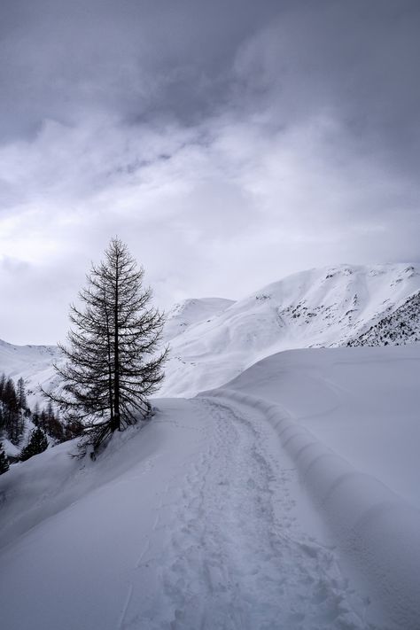 green pine tree on snow covered mountain during daytime photo – Free Plant Image on Unsplash Snow Wallpaper Iphone, Snowing Aesthetic Wallpaper, Iphone Wallpaper Winter, Blue Butterfly Wallpaper, Iphone Wallpaper Landscape, Picture Tree, Winter Nature, Winter Wallpaper, Best Iphone Wallpapers