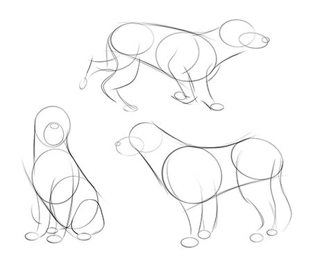 How to Draw Dogs | Art Rocket Croquis, Sketch Anatomy, Dog Sketches, Cat And Dog Drawing, Dog Drawing Simple, Dog Anatomy, 골든 리트리버, Human Anatomy Drawing, Dog Poses