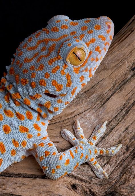 Reptiles And Amphibians, Iguanas, Chameleons, Tokay Gecko, Mebel Antik, Gecko Habitat, Cute Lizard, Cute Reptiles, Reptiles Pet