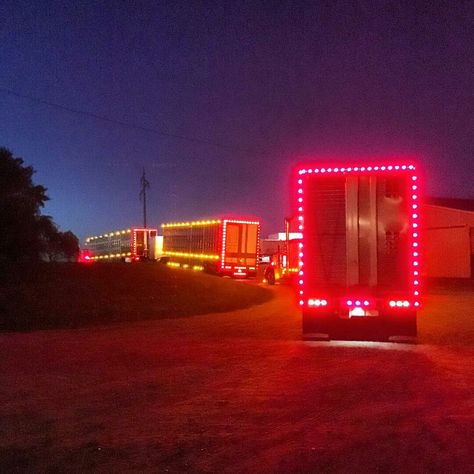 Semitrckn — Bull hauler light show Semi Trucks Humor, Bull Hauler, Cattle Trailers, Light Em Up, Custom Big Rigs, Rat Rods Truck, Peterbilt Trucks, Big Boy Toys, Big Rig Trucks