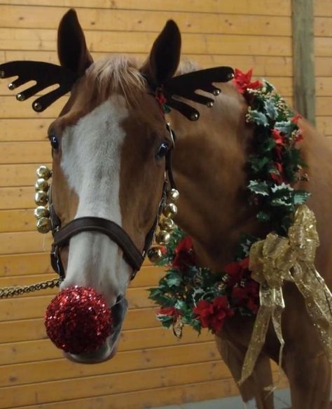 Top 10 Pictures of Christmas Horses Natal, Horse Halloween Ideas, Pictures Of Christmas, Horse Halloween Costumes, Pictures With Horses, Cute Horse Pictures, Horse Costumes, Christmas Horses, Horse Wallpaper