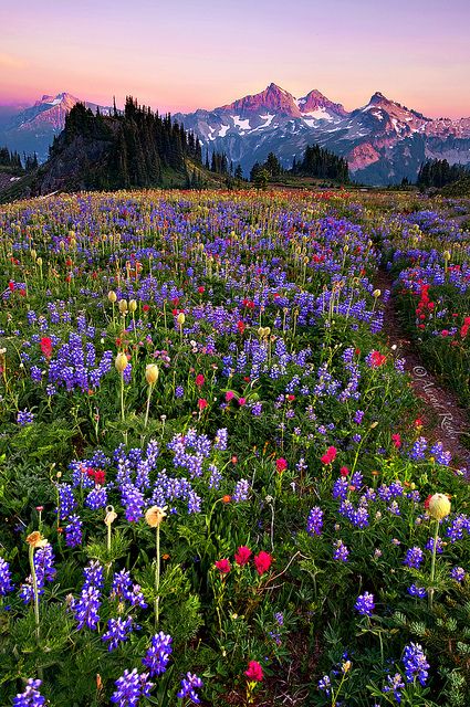 Washington - I am blessed to live in the beautiful Pacific North West!! Mt Rainer, Konst Designs, Air Terjun, Field Of Dreams, Cascade Mountains, Rainier National Park, Rocky Mountain National Park, Sweetheart Table, Flower Field