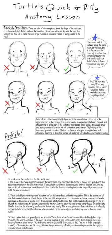 Q+D Anatomy Lessons- Neck and Shoulders by... -                                         How to Art Side View Drawing, Anatomy Lessons, 얼굴 드로잉, Turtle Art, 인물 드로잉, Poses References, Anatomy Drawing, Guided Drawing, Anatomy Reference