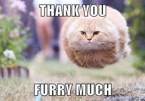 Thank You Images Funny, Fat Cat Meme, Funny Motivational Memes, Fat Hairless Cat, Hover Cat, Thank You Memes, Image Meme, Motivational Memes, Funny Thank You