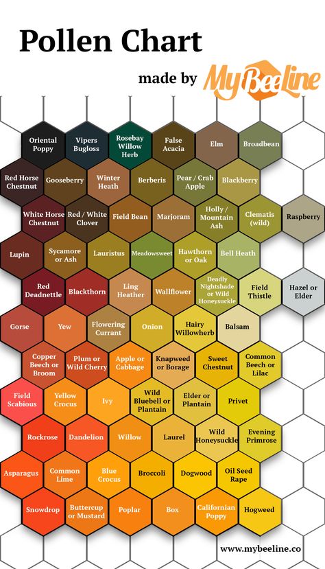 Pollen identification color guide - MyBeeLine How To Build A Bee House, How To Collect Honey From Bees, Bee Hive Ideas, Beekeeping Calendar, Beekeeping Garden, Honey Collecting, Bee Hive Art, Bee Identification, Bee Shirts