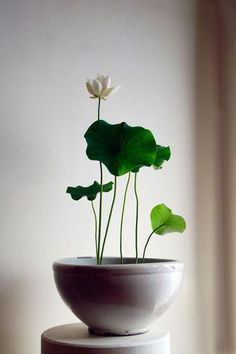 Lotus Plant, Indoor Water Garden, Jardim Diy, Flower Pot Design, Interior Plants, House Plants Decor, House Plants Indoor, Aquatic Plants, Water Plants