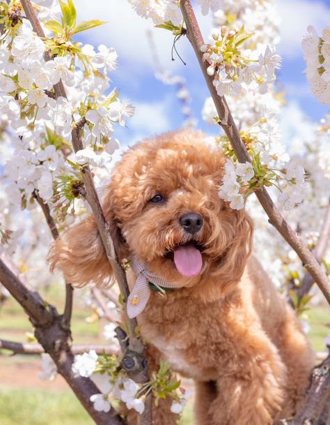 Cherry blossoms, wisteria, peonies…and puppies! Here's a list of the best places to take your dog to see the spring flowers in Melbourne. Pretty Fluffy - the ultimate lifestyle destination for dog lovers #livingwithdogs #dogtips Spring Flowers Photography, Pet Photography Tips, Insta Famous, Celebrity Dogs, Cute Names For Dogs, Living With Dogs, Dog Friendly Beach, Spring Animals, Cute Dog Photos