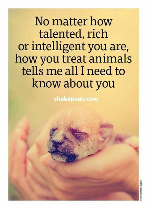 How you treat animals tells me more about you than degrees or your bank account statements. Dog Quotes, Phteven Dog, Inspirerende Ord, Stop Animal Cruelty, Animals Quotes, I Need To Know, Animal Rights, Animal Quotes, No Matter How