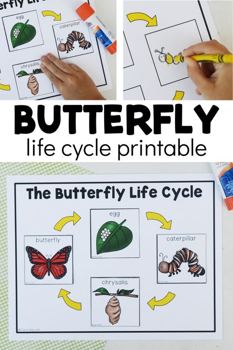 Nature, Butterflies Lesson Plans Preschool, Preschool Life Cycle Of A Butterfly, Life Cycle Of Butterfly Preschool, Butterfly Inquiry Kindergarten, Butterfly Lifecycle Preschool, Kindergarten Butterfly Craft, Butterfly Lesson Plans Preschool, Life Cycle Activities For Preschoolers