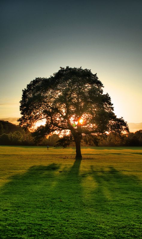 photo Silhouette arbre lumière coucher de soleil Mobiles Art, Profile Ig, Photo Techniques, Belle Nature, Photo D Art, Tree Images, Simple Photo, Tree Photography, Sunset Wallpaper