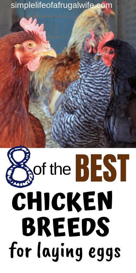 Want to own chickens but not sure where to start? Find out the best breeds for laying eggs. Chicken Breeds For Eggs, Chickens Breeds, Best Chicken Breeds, Different Breeds Of Chickens, Chicken Coop Designs Diy, Chickens Backyard Breeds, Raising Turkeys, Laying Chickens Breeds, Mobile Chicken Coop