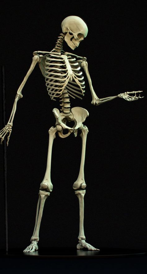 Skeleton Poses, Papel Bond, Human Skeleton Anatomy, Skeleton Body, Anatomy Images, Skull Anatomy, Skeleton Anatomy, Skull Reference, Skeleton Model
