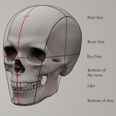 Human Skull Anatomy, Zbrush Anatomy, Skull Anatomy, Skull Reference, Head Anatomy, Face Anatomy, 얼굴 드로잉, Human Anatomy Drawing, Skulls Drawing