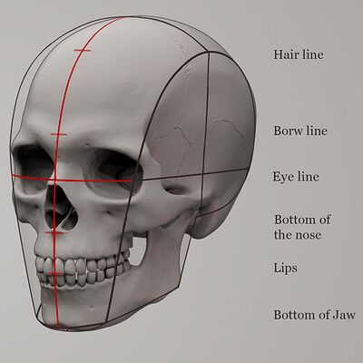 Human Skull Anatomy, Drawing The Human Head, Shapes Drawing, Skull Anatomy, Head Anatomy, Skull Reference, Skeleton Drawings, Face Anatomy, 얼굴 드로잉