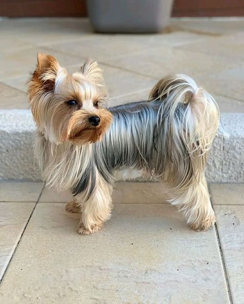 Yorkie Puppy Haircuts, Yorkie Puppy Care, Chien Yorkshire Terrier, Yorkie Cuts, Toy Yorkie, Yorkie Hairstyles, Yorkshire Puppies, Yorkie Haircuts, Biewer Yorkie