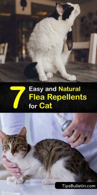 Organic Cat Flea Remedies - DIY Flea Repellents for Cats Natural Flea And Tick Repellant For Cats, Apple Cider Vinegar For Cats, Natural Flea Spray For House Cats, At Home Flea Remedy For Cats, Fleas Remedies For Cats, How To Get Rid Of Fleas On Cats Naturally, How To Treat Fleas On Cats, Homemade Flea Shampoo For Cats, Diy Flea Spray For Cats