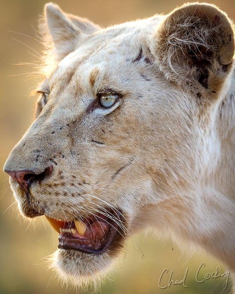 I wonder where this girl ended up...one of the two white lionesses I was fortunate enough to watch grow up @motswari_private in the… Leon, White Lioness Aesthetic, Lioness Painting, Lion Reference, White Lioness, Lion Lioness, Panther Leopard, Panthera Leo, Lions Photos