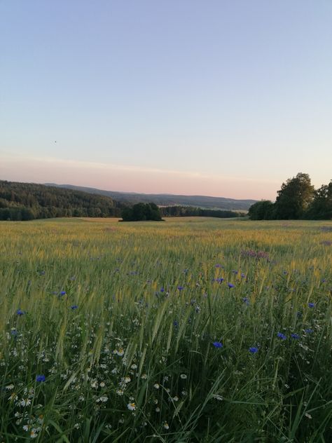 Soft Countryside Aesthetic, Grassy Fields Aesthetic, Pretty Field Aesthetic, Meadow Background Aesthetic, Fields With Flowers, Wide Field Aesthetic, Grass Fields Aesthetic, Laying In A Field Of Flowers Aesthetic, Cottage In A Field