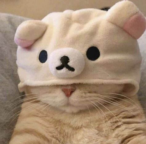 kitty & cat posts / memes Happy Profile Picture, Cute Animal Pfp, Cat Teddy Bear, Animal Pfp, Cute Teddy Bear Pics, Modern Cat Tree, Cat Profile, Teddy Bear Pictures, Cat Stands