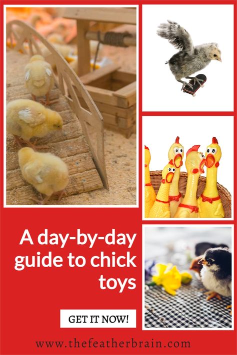 Get your free downloadable baby chick toy guide - complete with charts that show what your chicks need day-by-day! Too many beginners raising chicks don't include toys in their starter supply kit - don't make the same mistake. This chick toy idea guide makes it easy! Baby Chick Toys Diy, Toys For Baby Chicks, Chick Toys Diy, Chick Enrichment, Chick Brooder Toys, Chick Brooder, Chicken Tips, Farm Dream, Chicken Brooder