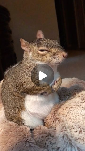 Squirrel Video, Morning Massage, Squirrel Funny, Pet Corner, Squirrel Girl, Cute Squirrel, Animal Antics, A Squirrel, Sweet Soul