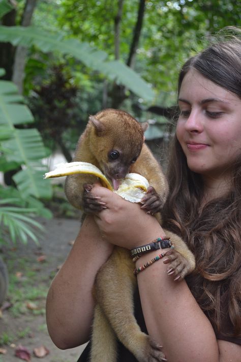 Volunteer — Costa Rica Animal Rescue Center Costa Rica, Animal Rescue Volunteer, Costa Rica Volunteer, Animal Volunteering, Animal Volunteer, Volunteer Vacations, Costa Rica Animals, Volunteering With Animals, Costa Rica Wildlife