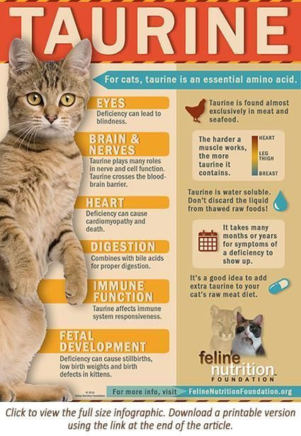 Homemade Cat Food, Vet Medicine, Cat Nutrition, Homemade Cat, Kitten Care, Cat Care Tips, Infographic Health, Animal Nutrition, Lukisan Cat Air