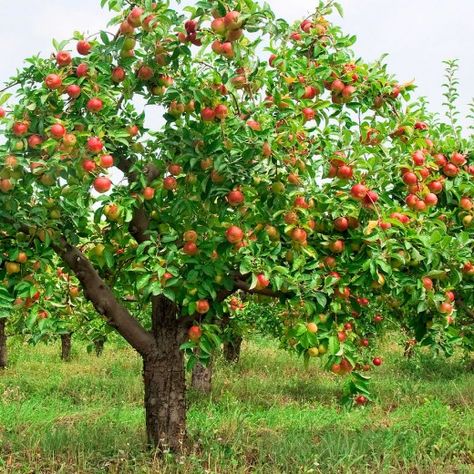 Red Delicious Fuji Apple Tree Apple Tree From Seed, Tree House Drawing, Apple Plant, Prune Fruit, Palm Tree Pictures, Pruning Fruit Trees, Growing Fruit Trees, Fuji Apple, Gala Apples