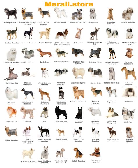 Small Dog Breeds Chart, Dog Breeds Chart, Best Small Dog Breeds, Calm Dog Breeds, Types Of Puppies, Names Dog, Dog Chart, Ras Anjing, Dog Breeds That Dont Shed