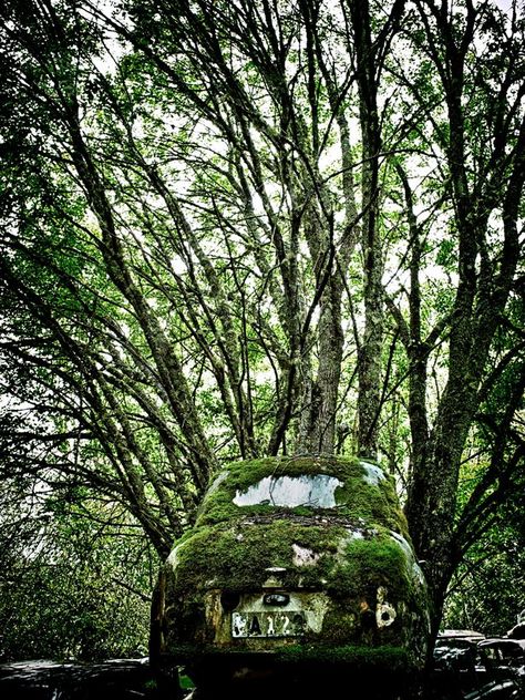 Barcroft Media The weather, leaves and forest foliage claim abandoned cars at makeshift car graveyards in Sweden Nature, Nostalgic Beauty, Hidden Forest, Haunting Photos, Forgotten Places, Ancient Forest, Abandoned Cars, Sculpture Park, Incredible Places