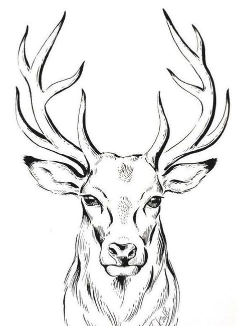 Drawing Deer, Stag Animal, Ako Kresliť, Art Line Drawing, Deer Drawing, Deer Illustration, Minimalist Drawing, Architectural Drawing, Deer Art