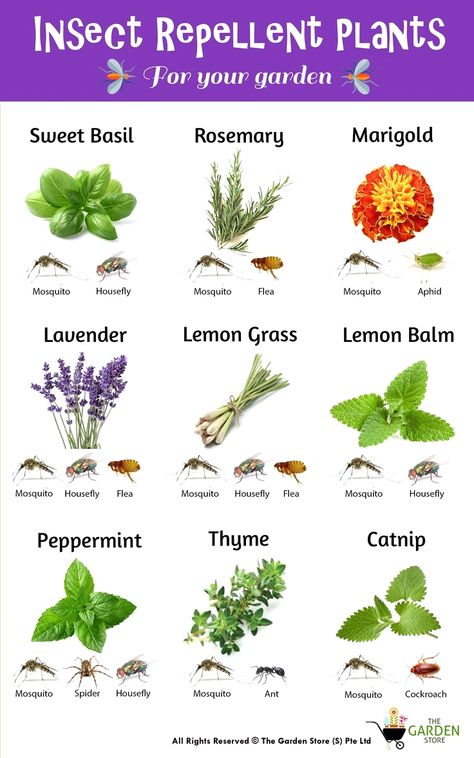 #gardenideas #gardeninghacks #garden Which Plants Grow Well Together, Plants Benefits, Insect Repellent Plants, Kebun Herbal, Plantarea Legumelor, Different Types Of Plants, Backyard Plans, Plants That Repel Bugs, Tanaman Indoor